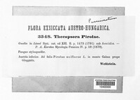 Thekopsora pirolae image